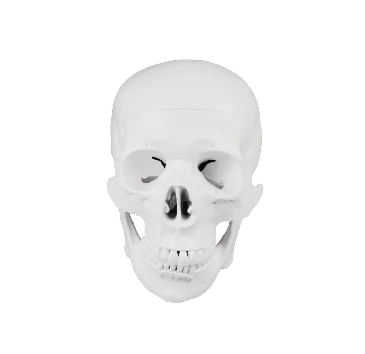Replica Human Disarticulated Skeleton with Colored Spine