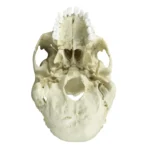 Replica Human Skull Medical Study - Articulated