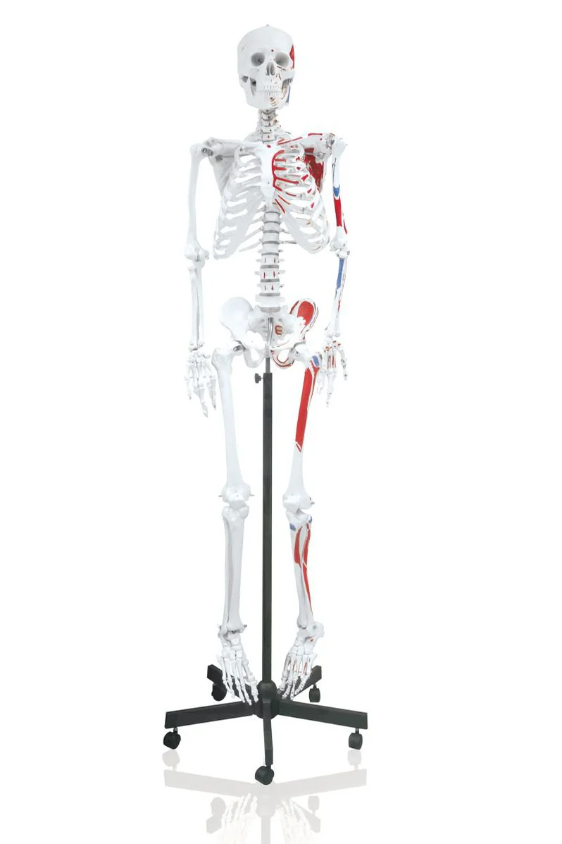 Replica Human Skeleton With Muscles Hanging Full Size - (66")