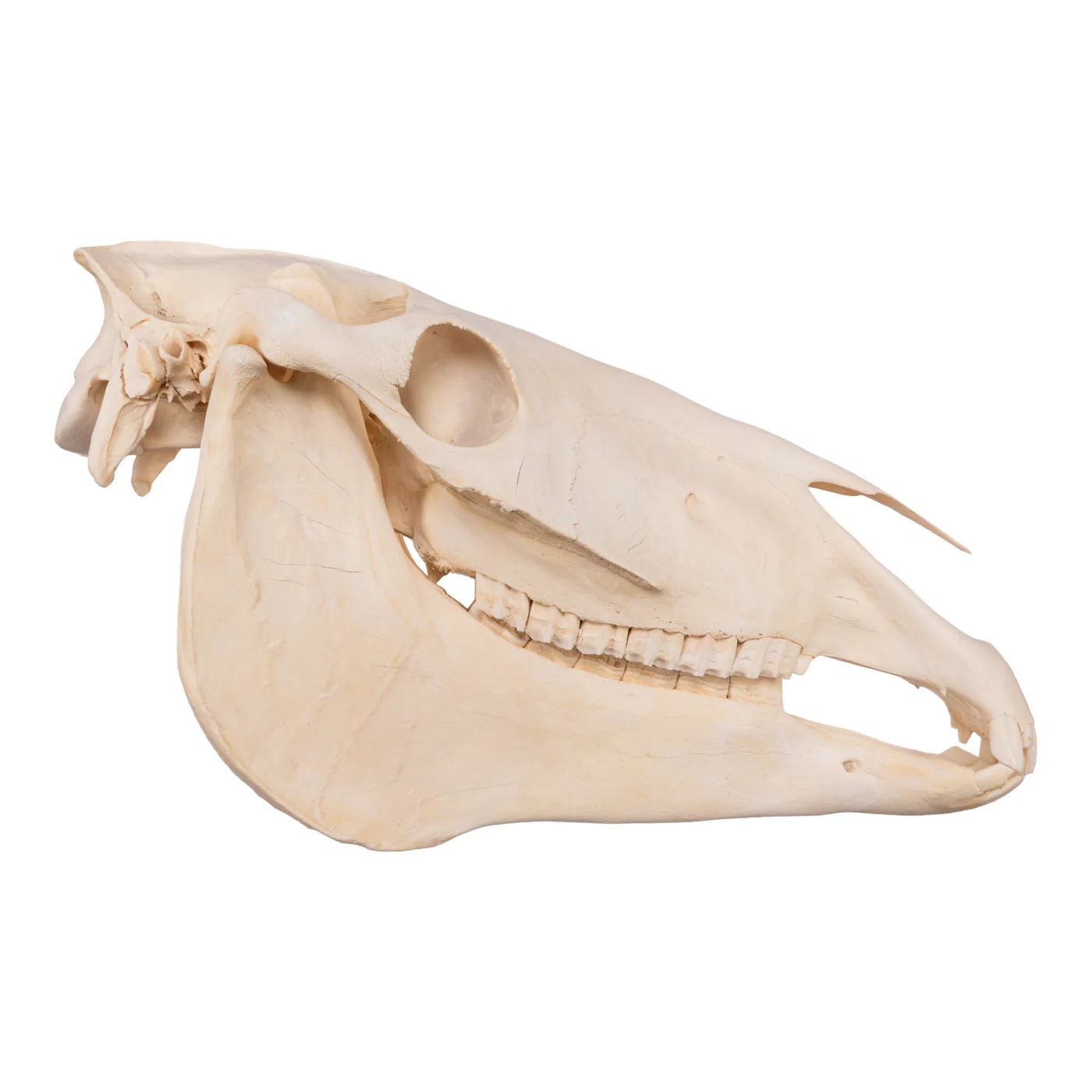 Real Horse Skull