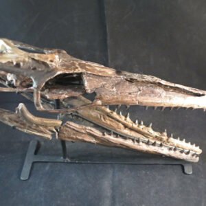 dinosaur skull for sale