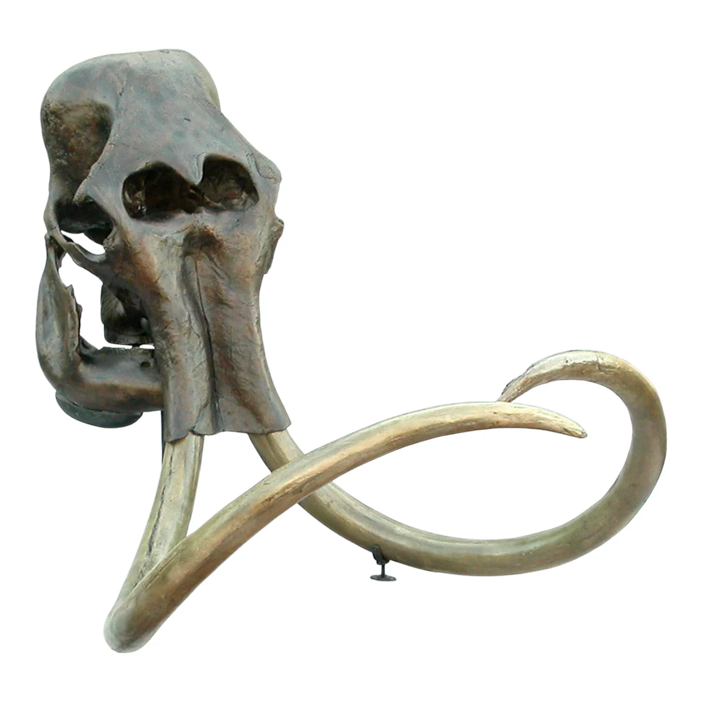 purchase woolly rhino skull