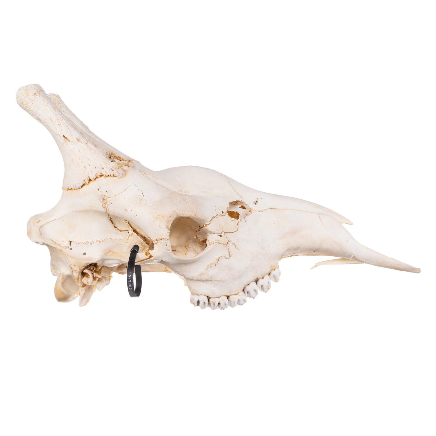 buy giraffe skull