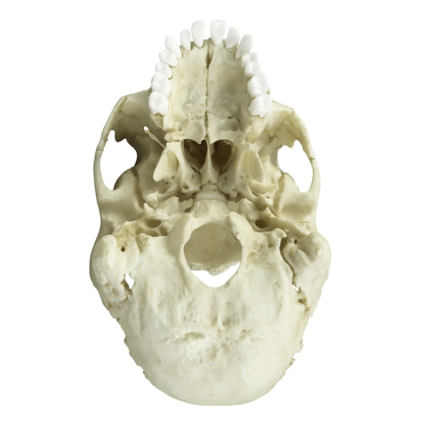 Replica Human Skull Medical Study - Articulated