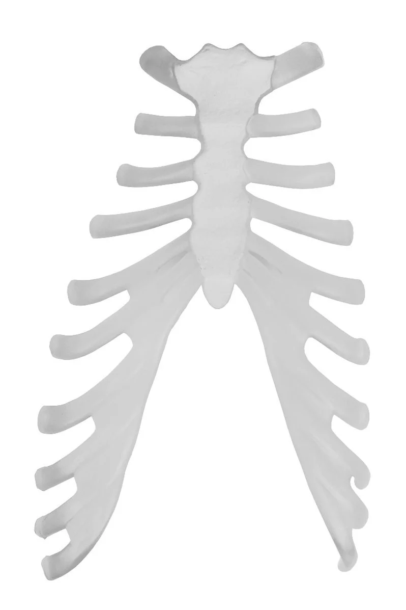 Replica Human Disarticulated Skeleton with Colored Spine