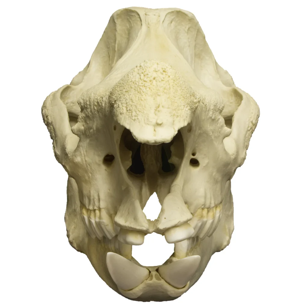 Rhinoceros Skull for sale