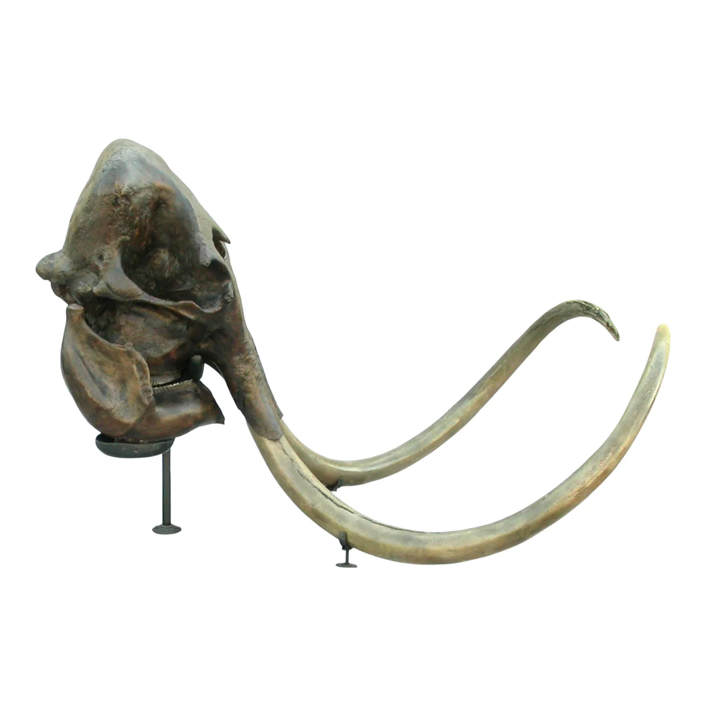 buy woolly rhino skull