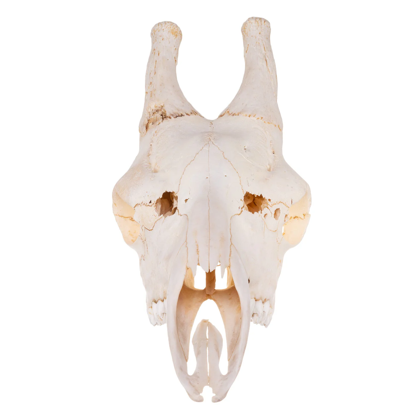 giraffe skull FOR SALE