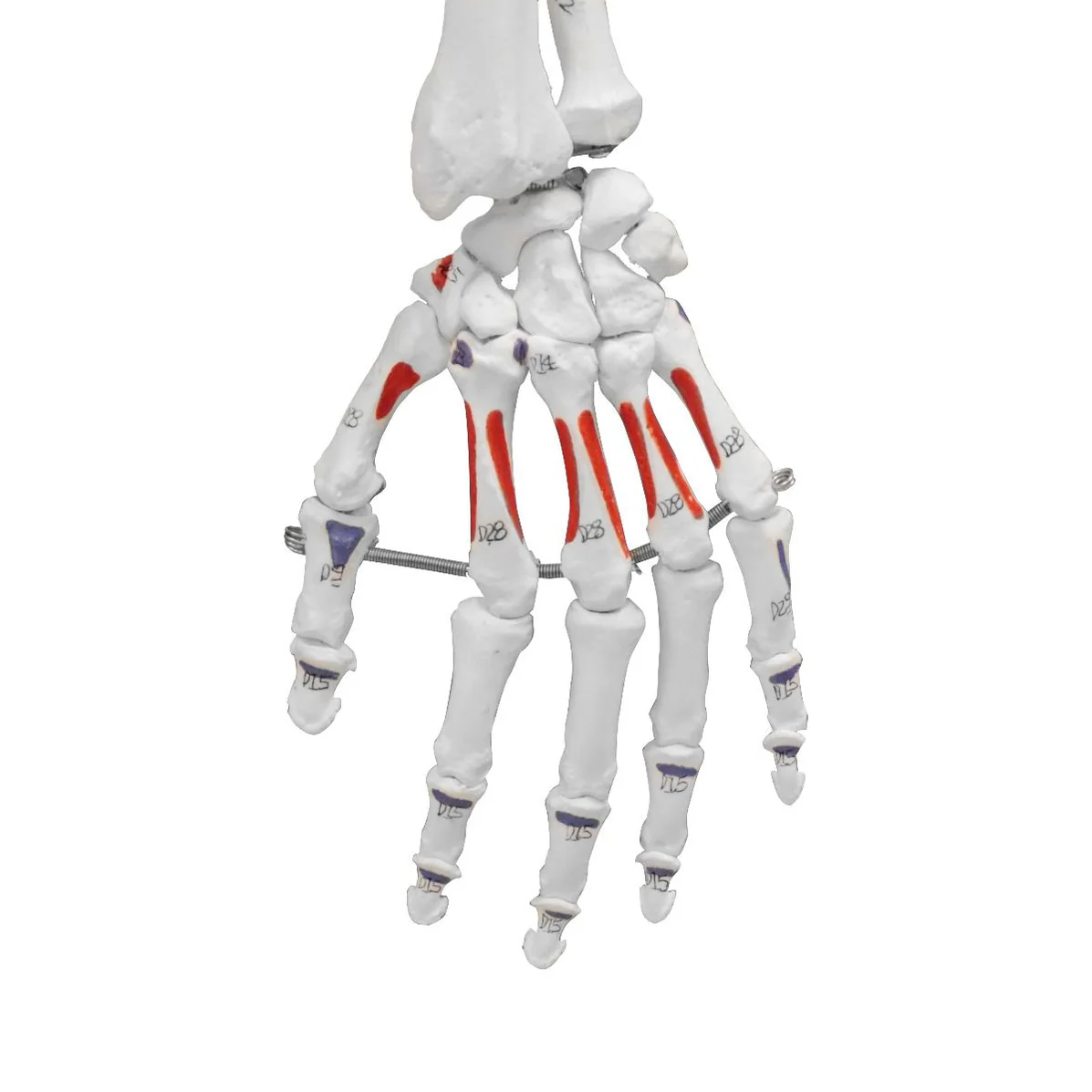 Replica Human Skeleton With Muscles Hanging Full Size - (66")