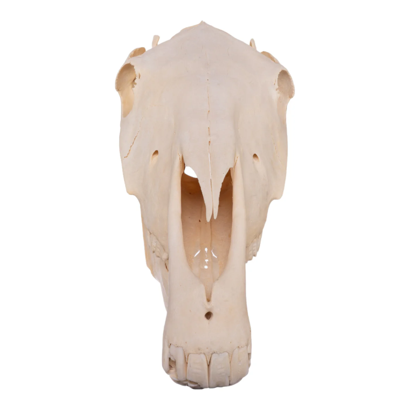 buy Real Horse Skull