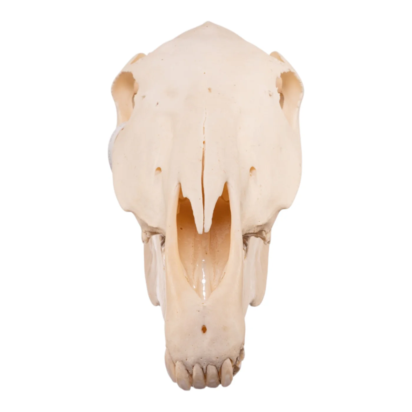 Real Horse Skull