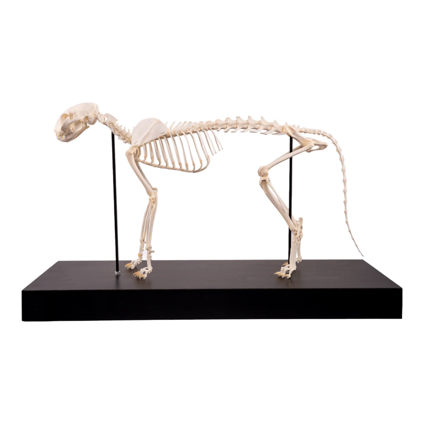 real cat skeleton for sale