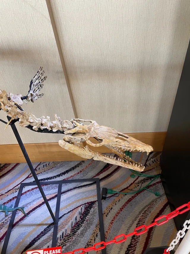 real dinosaur skeleton for sale