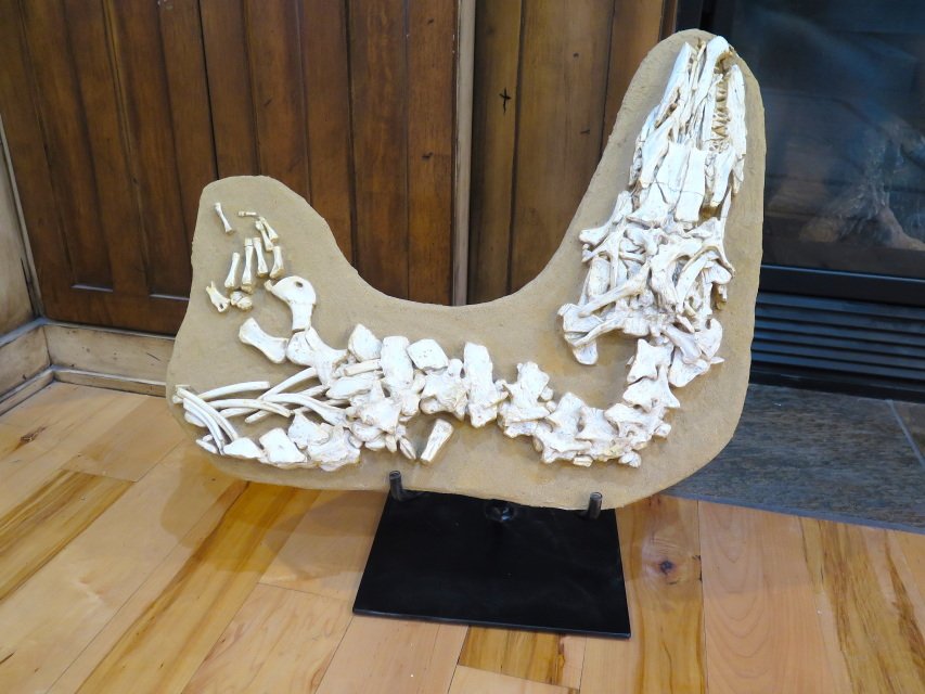 dinosaur skeletons for sale