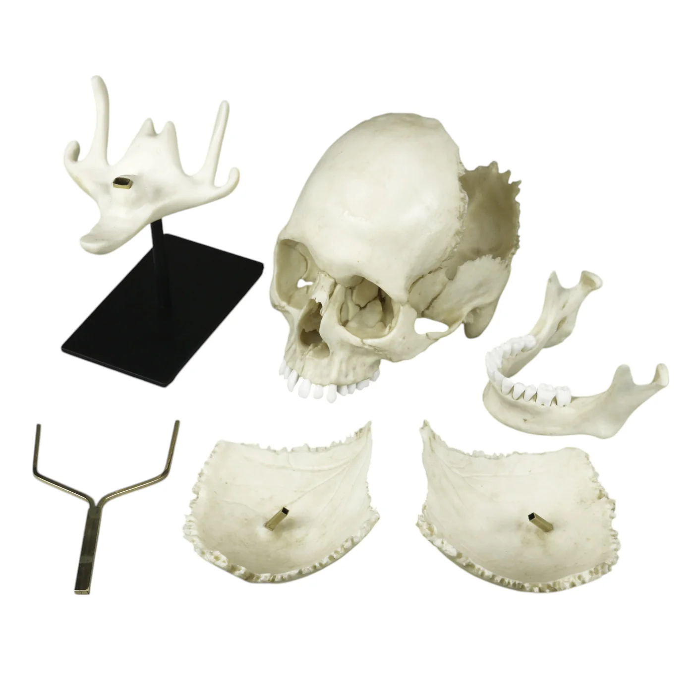 Replica Human Skull Medical Study - Articulated