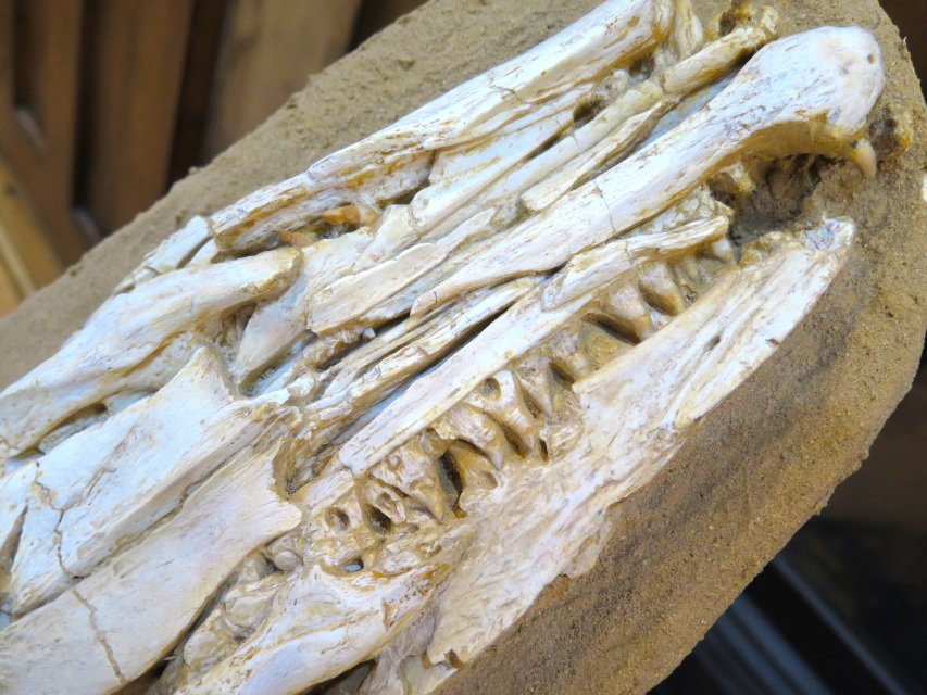 dinosaur skeletons for sale