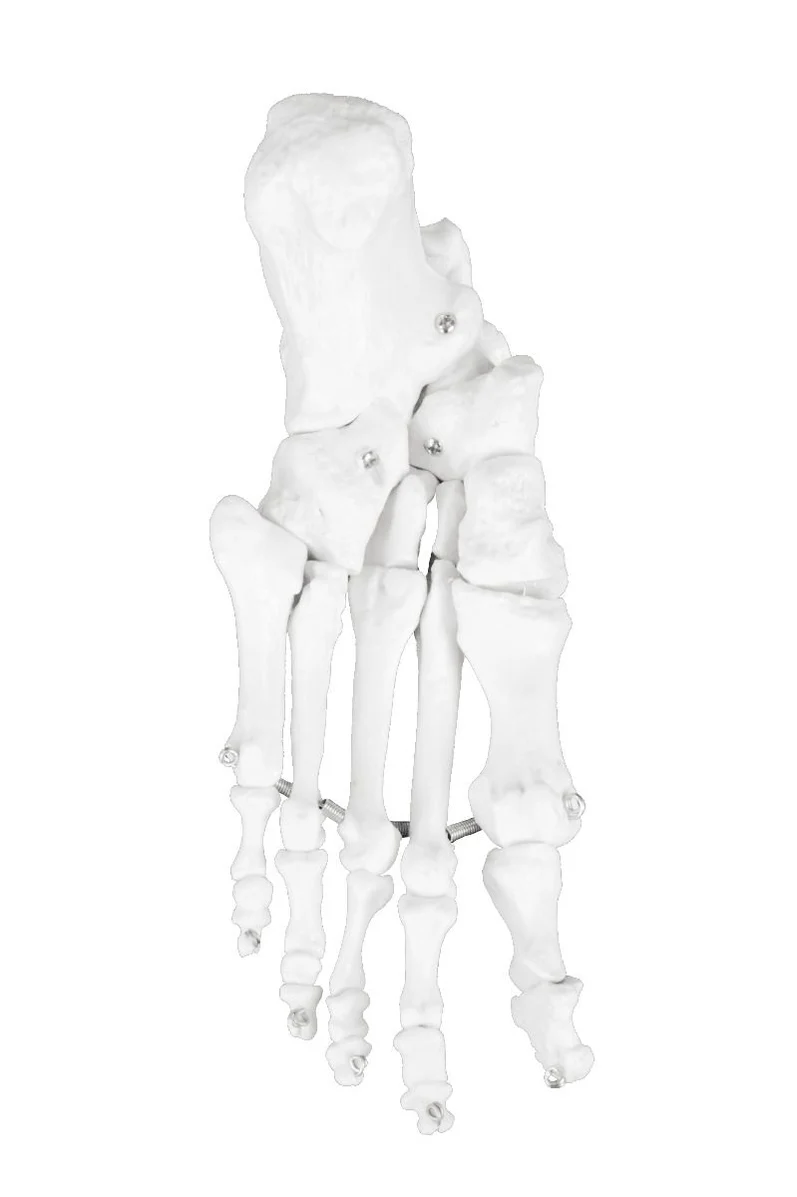 Replica Human Disarticulated Skeleton with Colored Spine