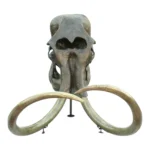 woolly rhino skull for sale