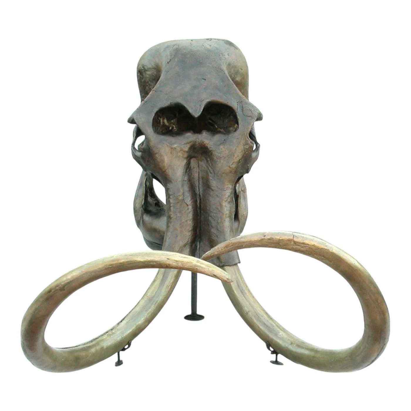 woolly rhino skull for sale