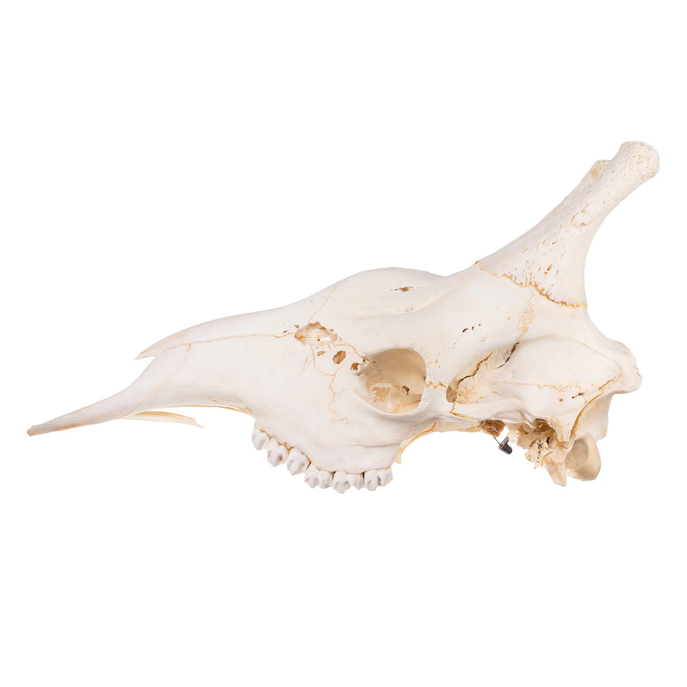 purchase giraffe skull