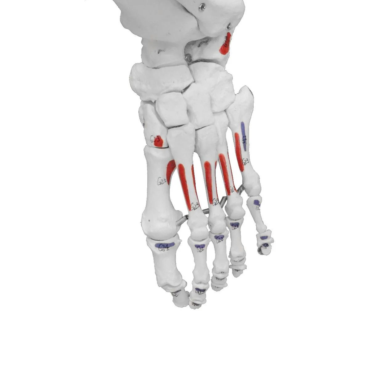 Replica Human Skeleton With Muscles Hanging Full Size - (66")