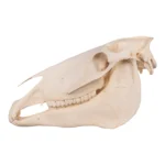 buy Real Horse Skull
