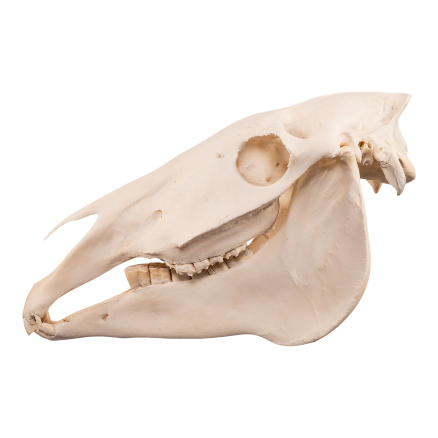 Real Horse Skull