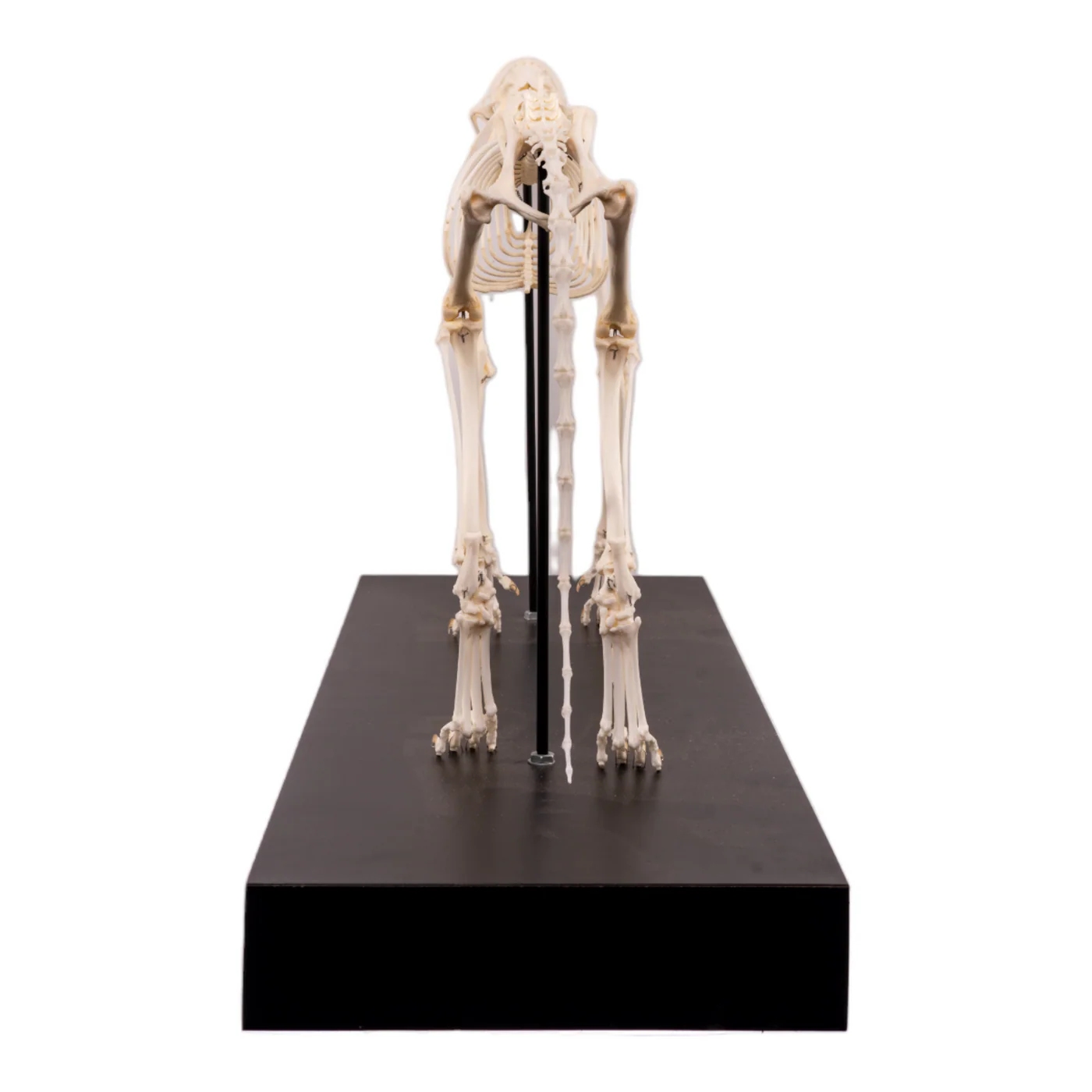 articulated cat skeleton for sale