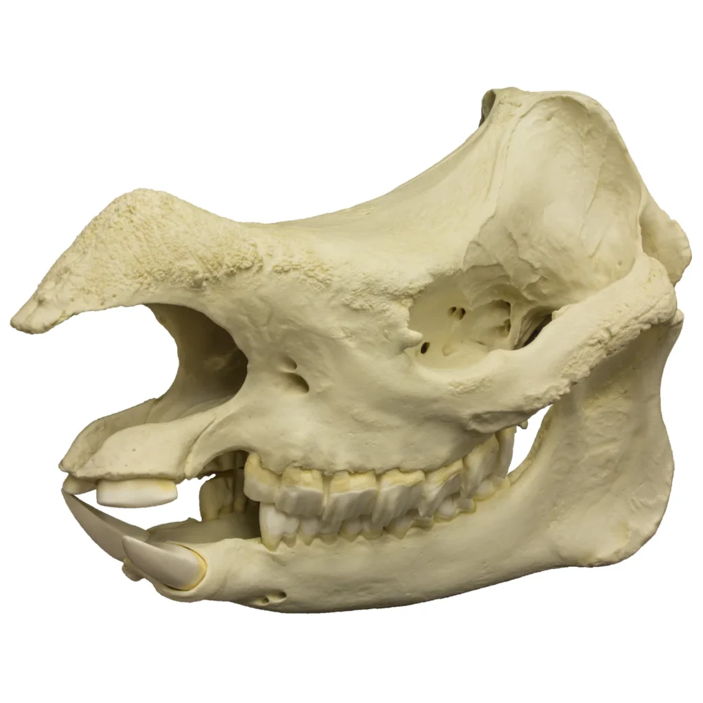 rhino skull for sale
