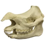 rhino skull for sale