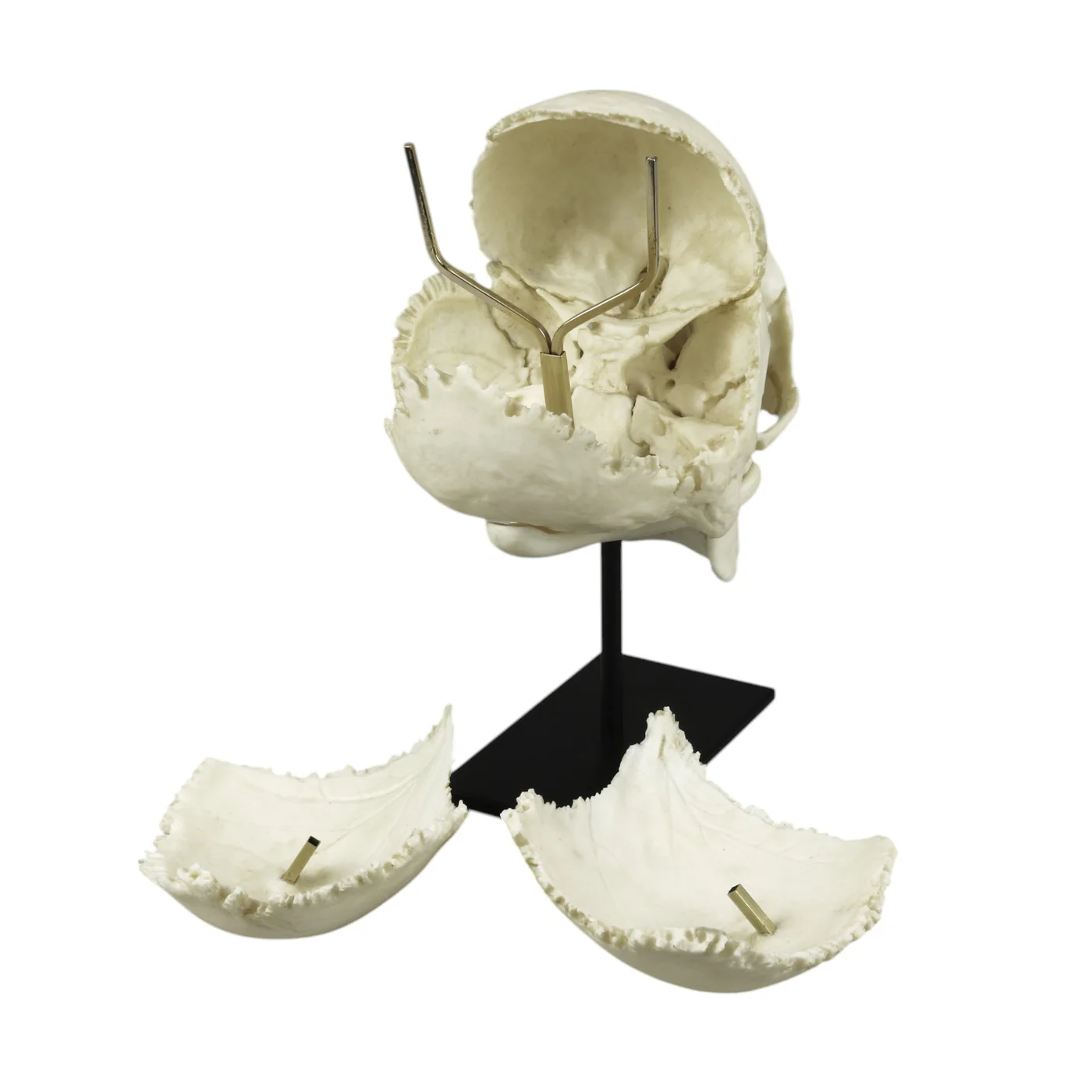 Replica Human Skull Medical Study - Articulated