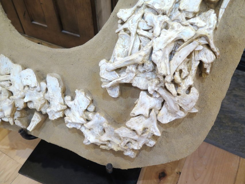 dinosaur skeletons for sale