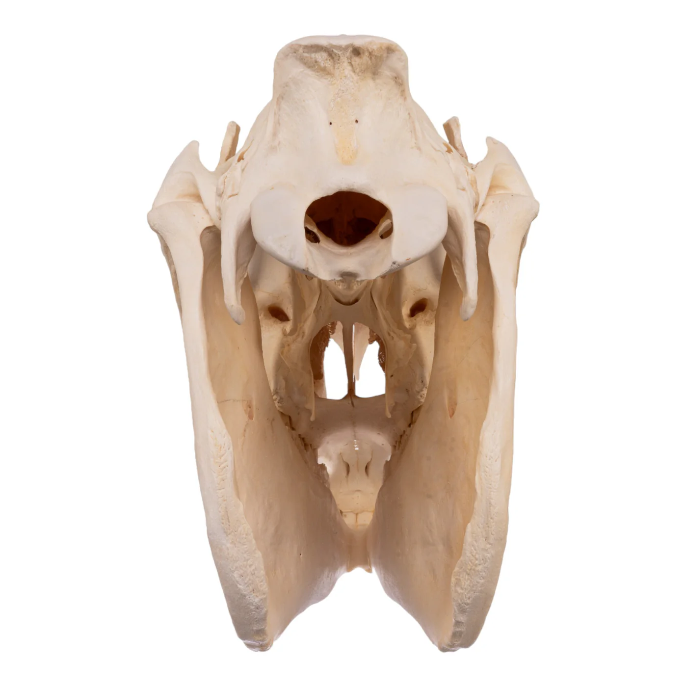 buy Real Horse Skull