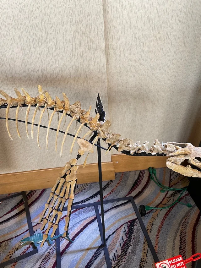 real dinosaur skeleton for sale