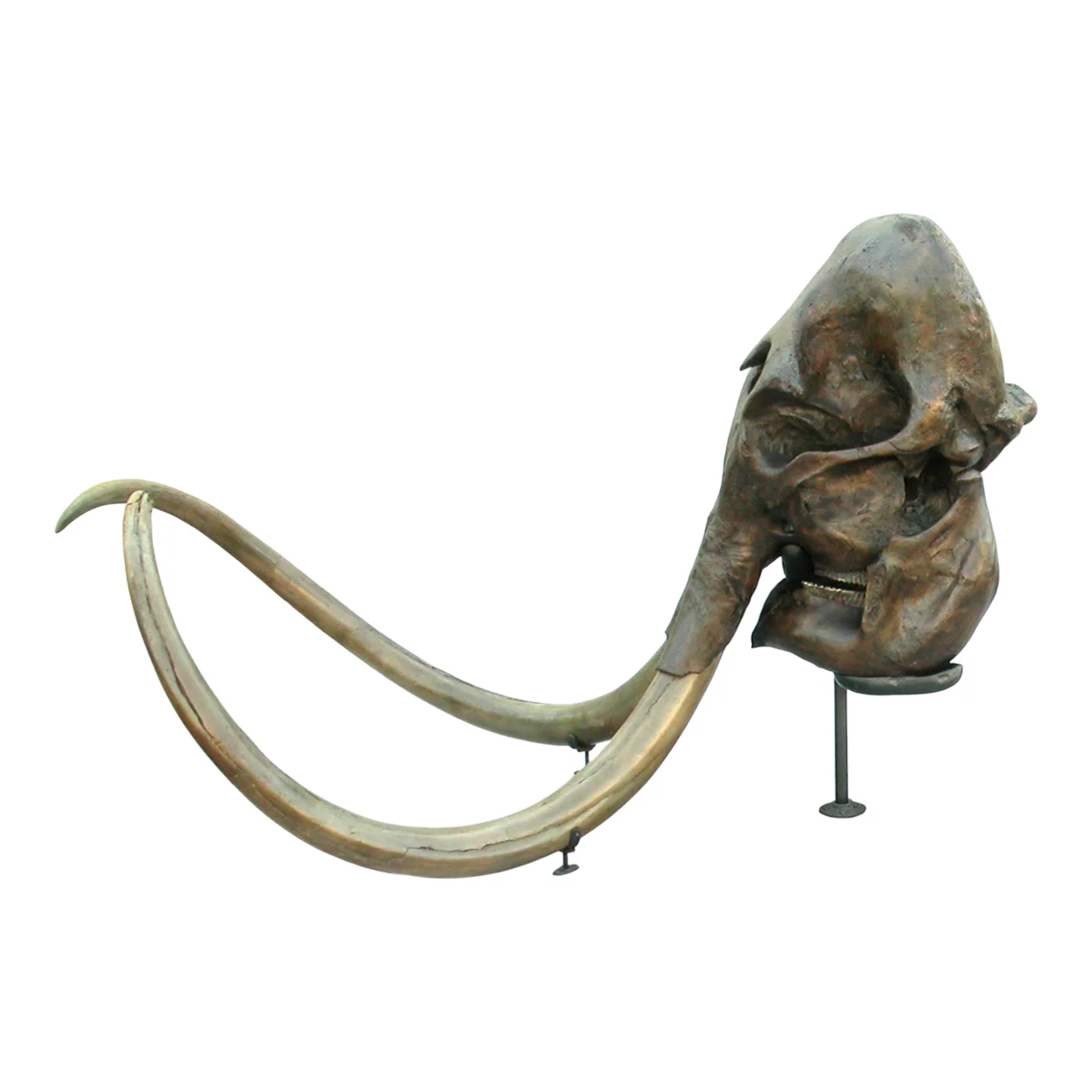 woolly rhino skull for sale