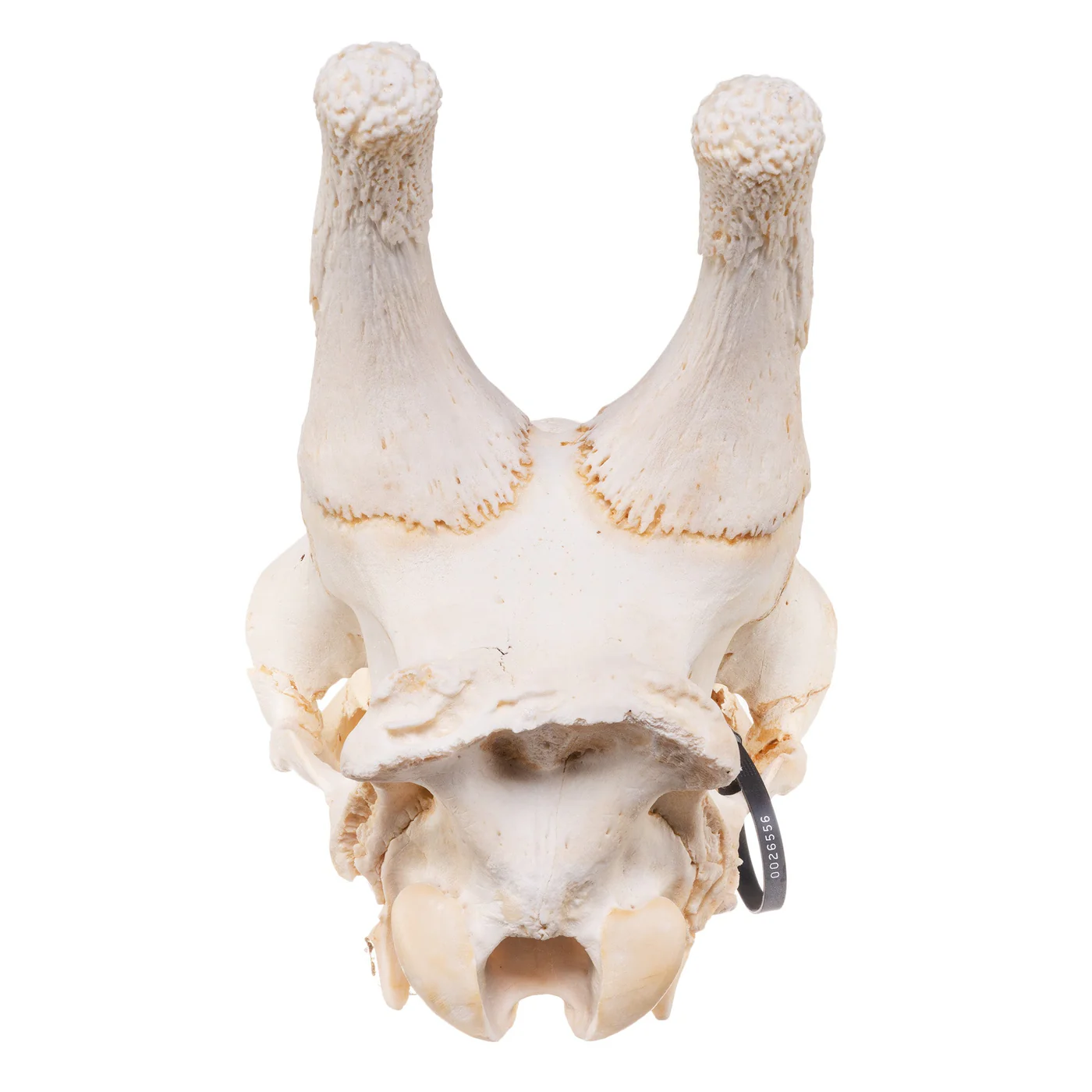 real giraffe skull for sale