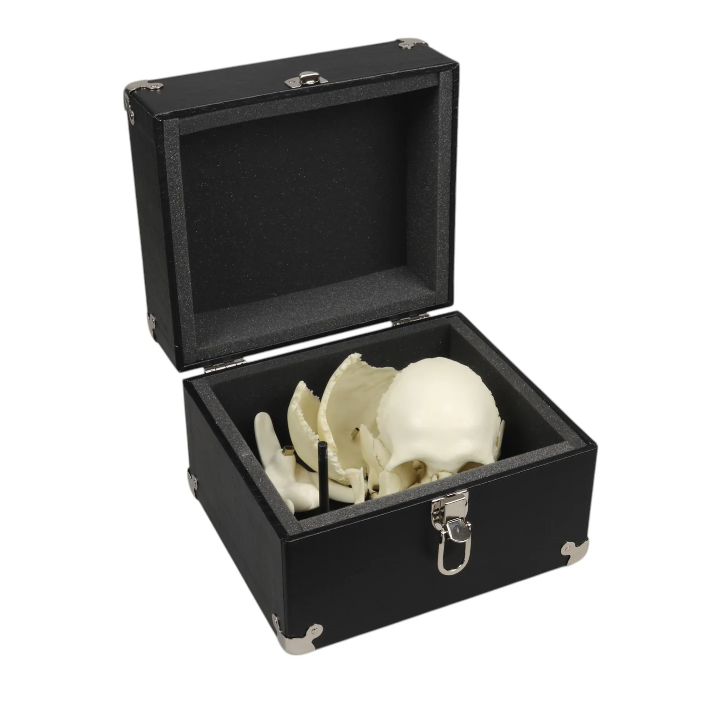 Replica Human Skull Medical Study - Articulated