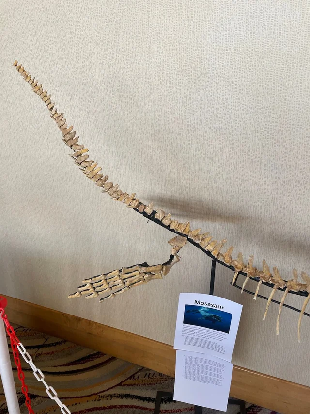 real dinosaur skeleton for sale