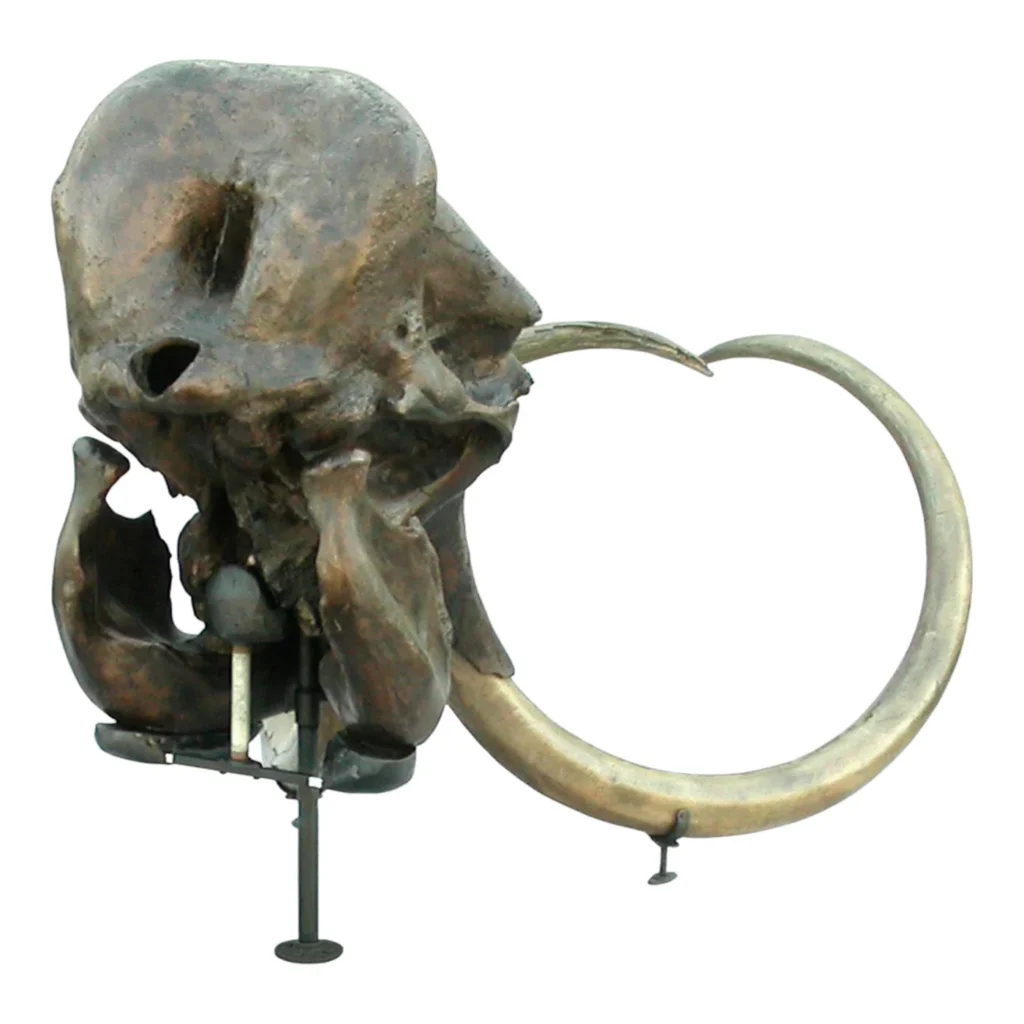 Woolly Mammoth Skull