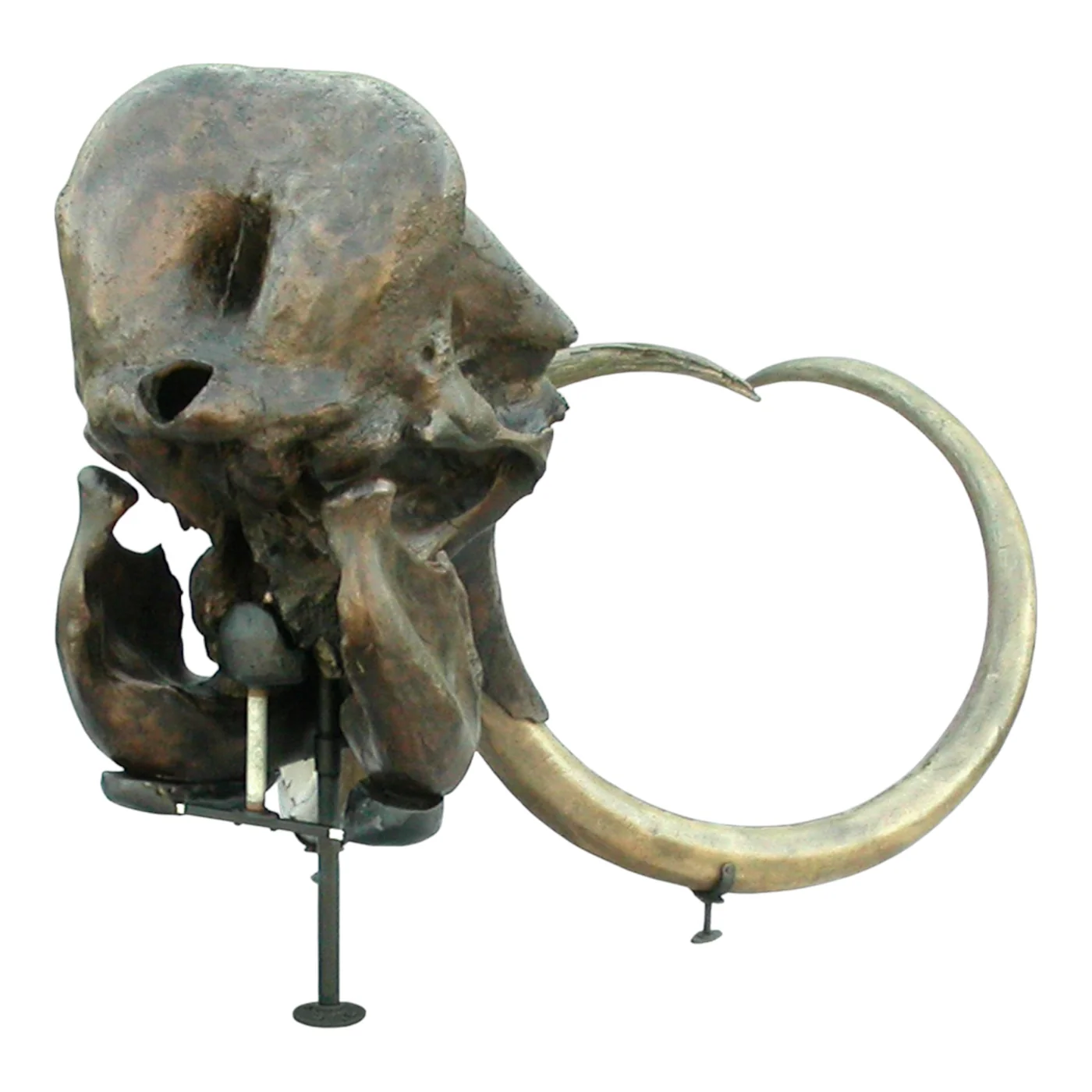 Woolly Mammoth Skull