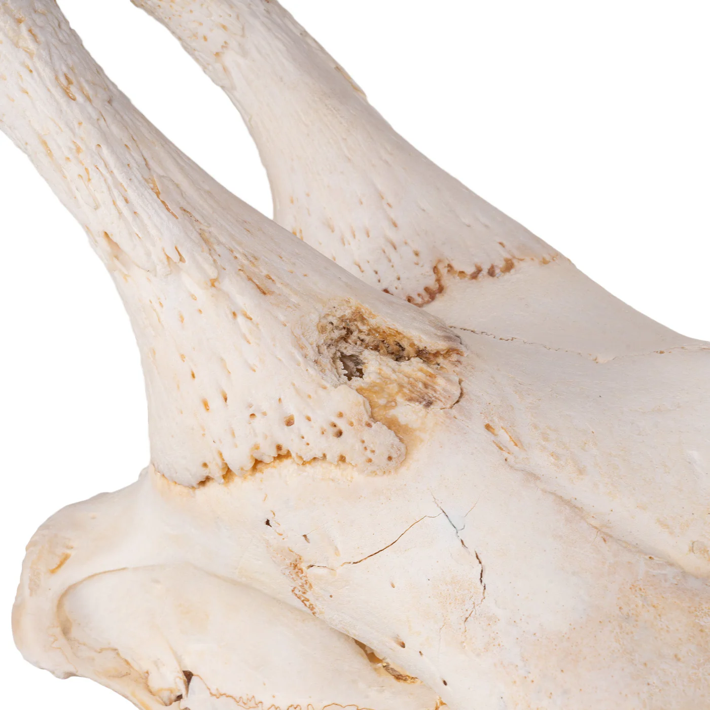 giraffe skull