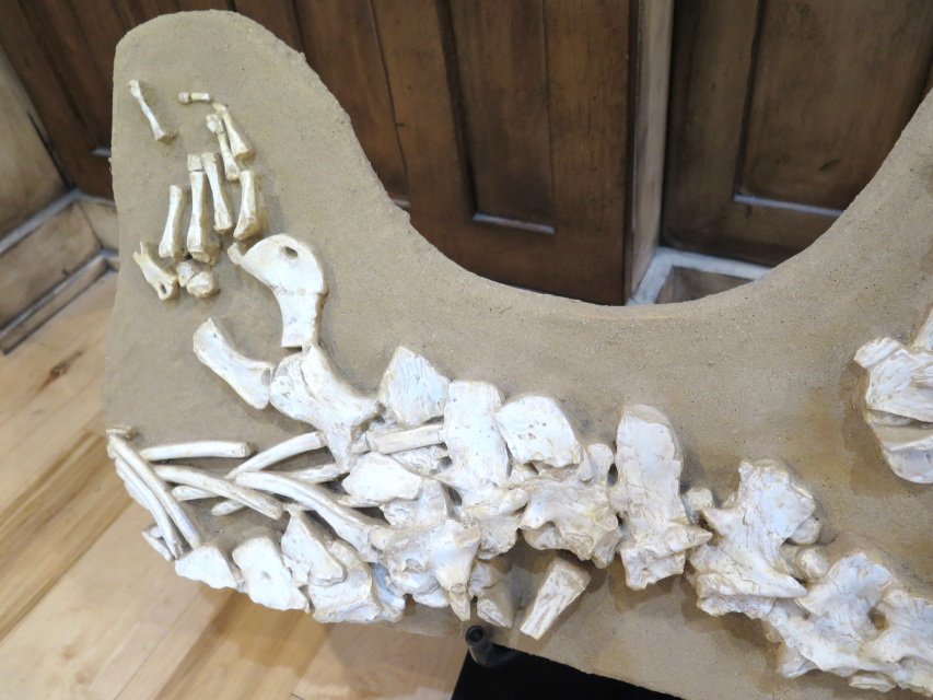 dinosaur skeletons for sale