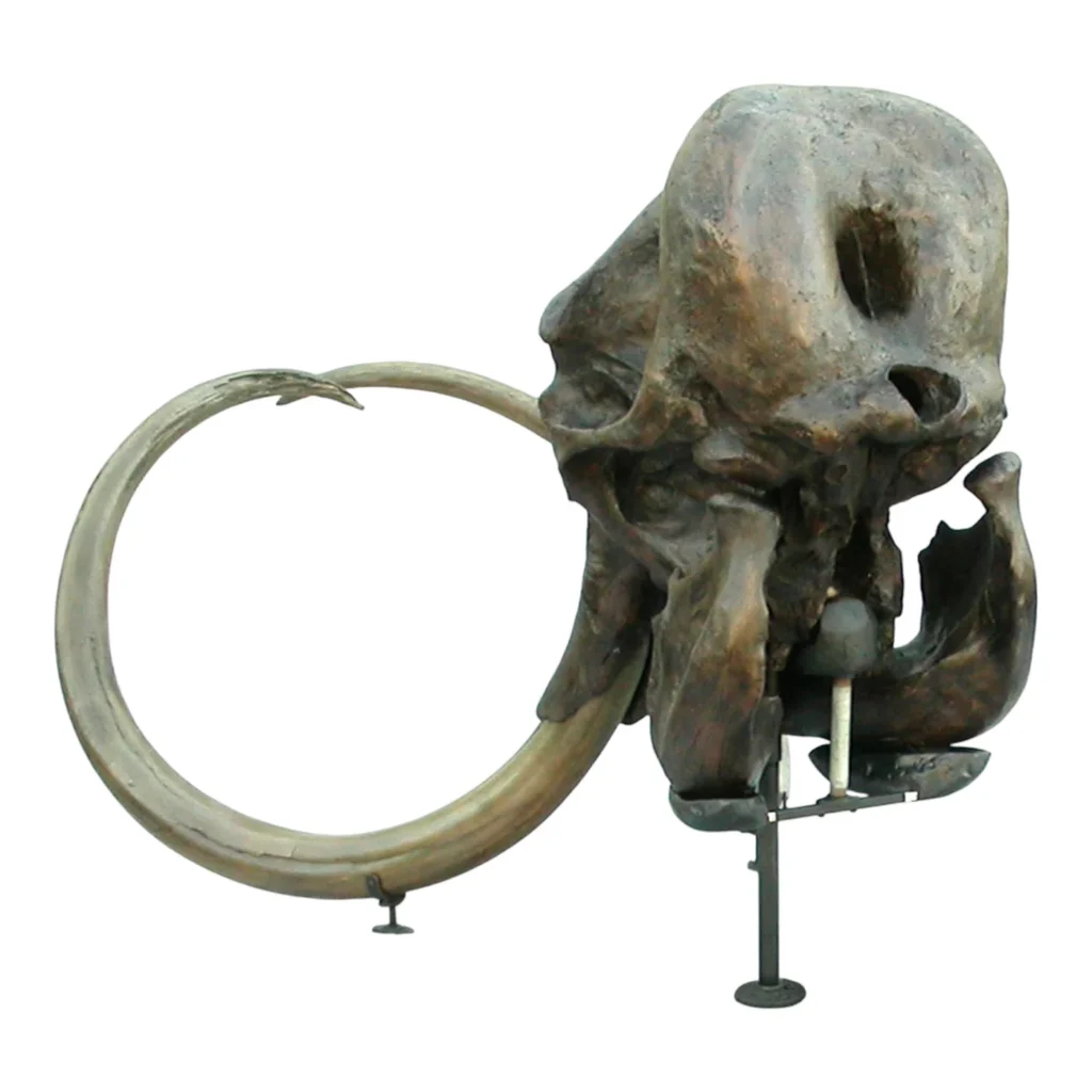 Woolly Mammoth Skull