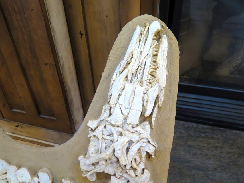 dinosaur skeletons for sale