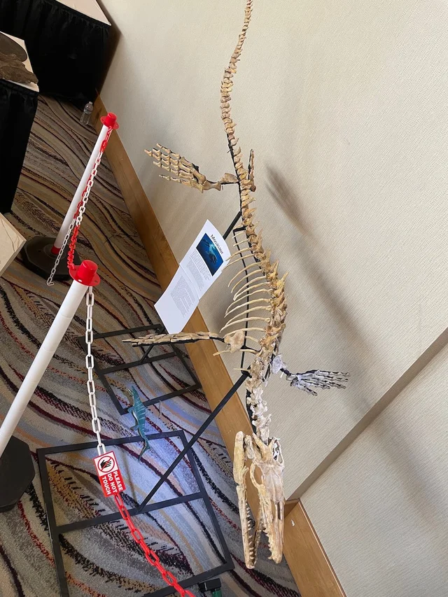 real dinosaur skeleton for sale