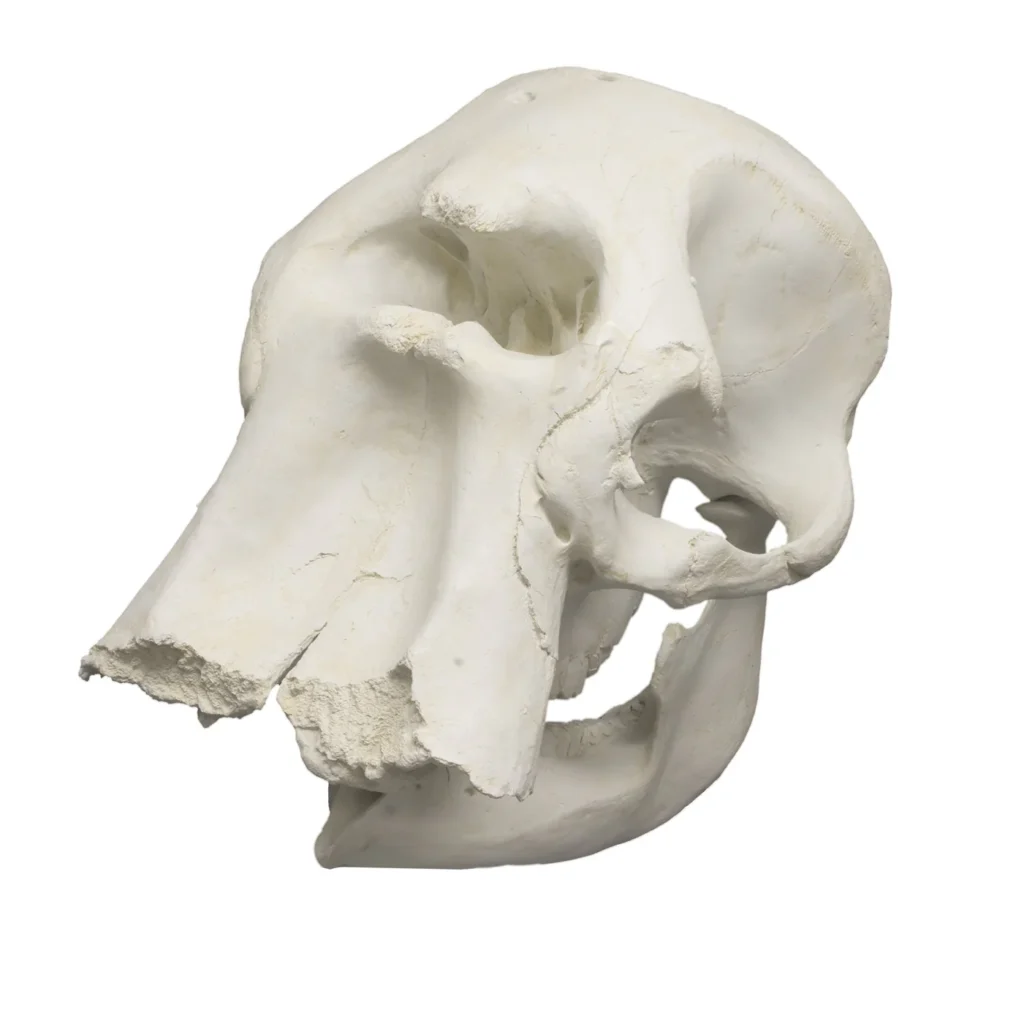 Buy elephant skull