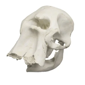 Buy elephant skull