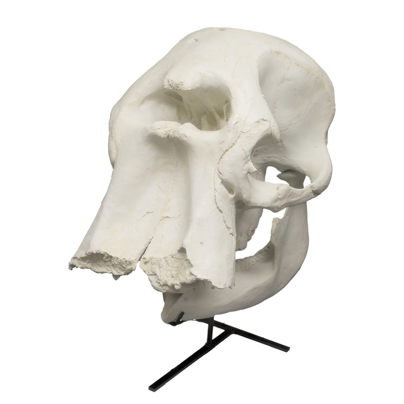 Buy elephant skull