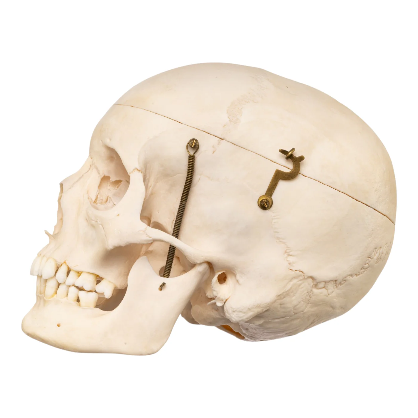 human skulls for sale