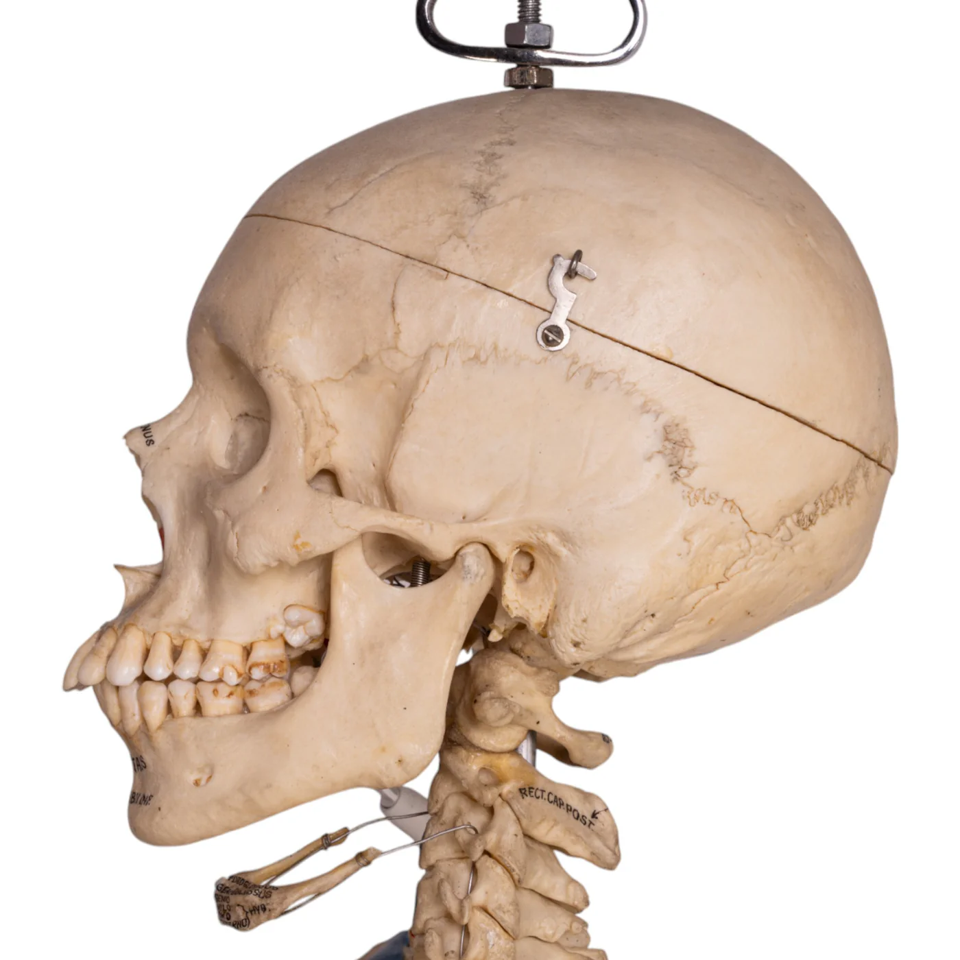 human bones for sale